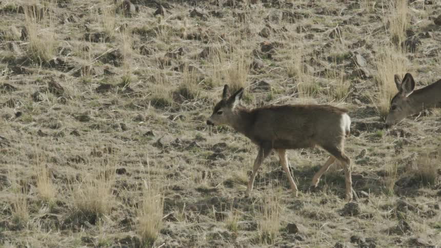 Two deer walking in a grassland