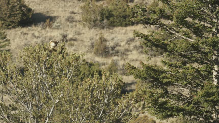 Hawk flying from a tree