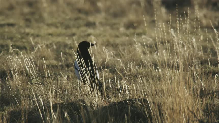 A magpie flies off a field of brown grass