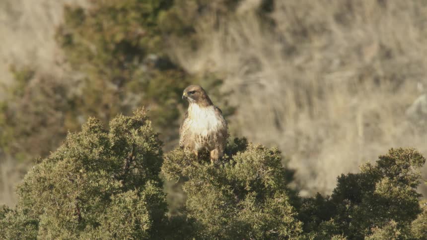 Hawk perched on top of a tree