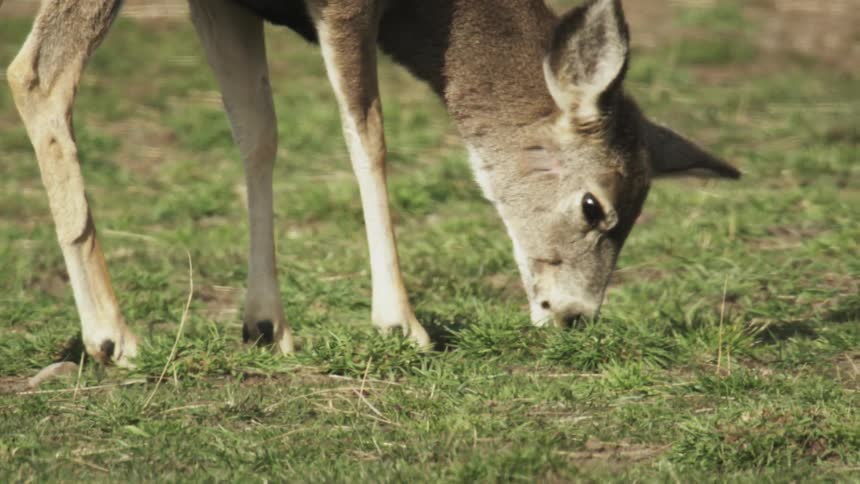 Deer walking and eating grass