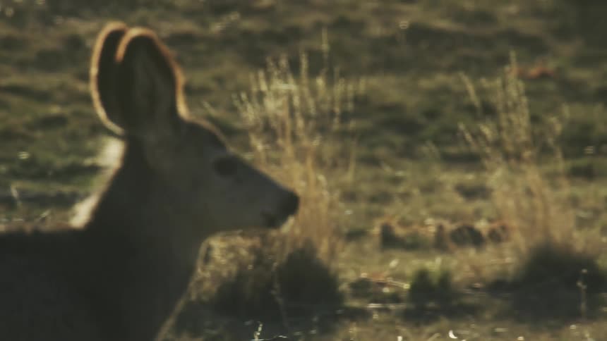 A young deer walks across a grassy plain