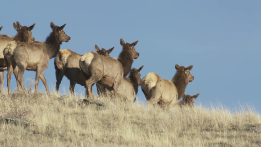 A herd of elk moving through a field