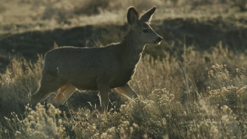 A mule deer walks through a tall grassland