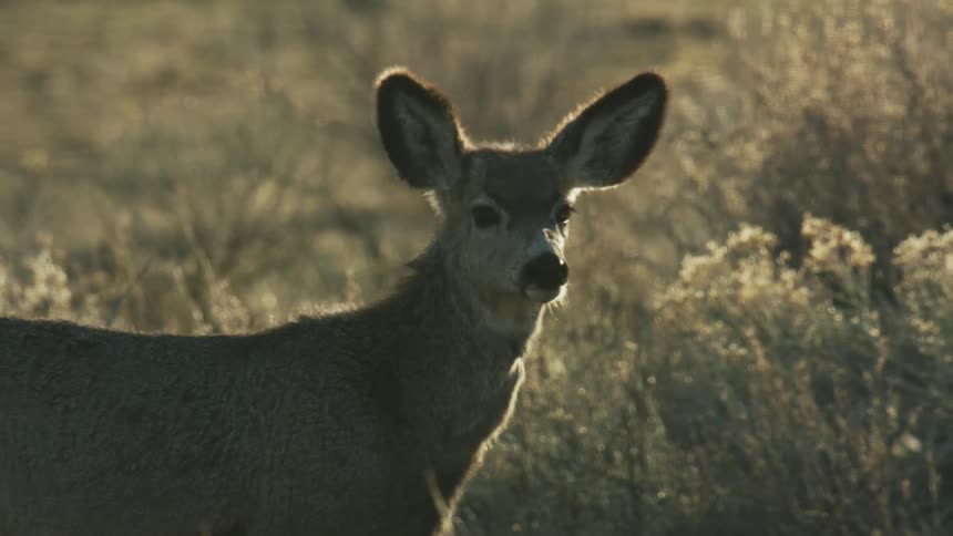 Deer standing in a field