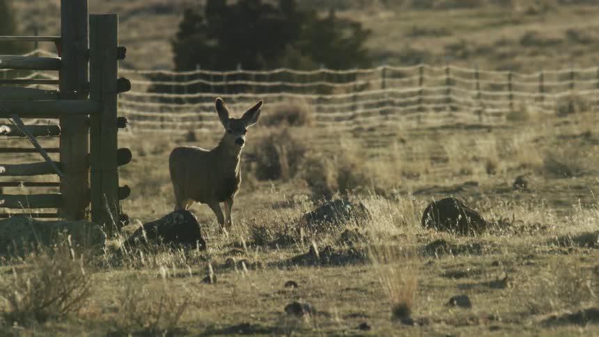 A curious mule deer stands alert in a field beside a wire fence