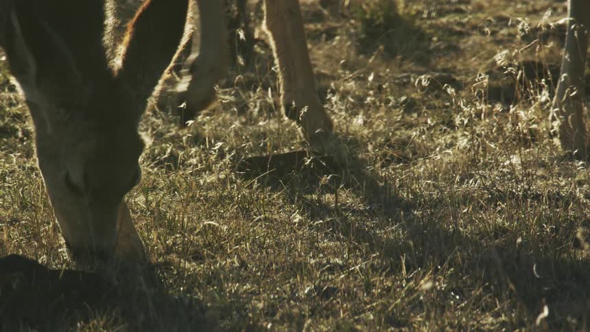 Deer eating grass in a field at sunset