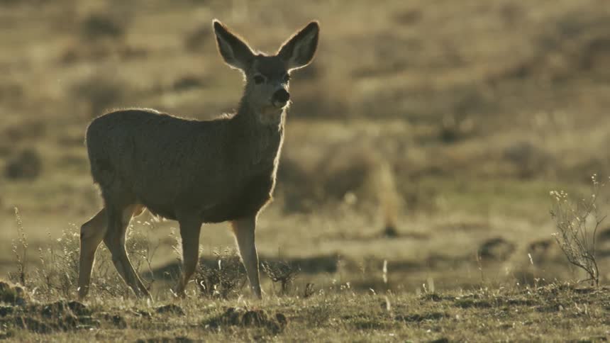 A small deer walks across a grassy plain