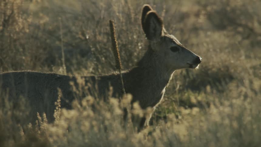 Deer walking among sagebrush