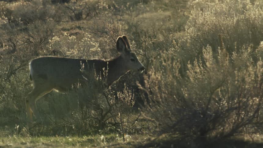 Deer walking through a field with sagebrush