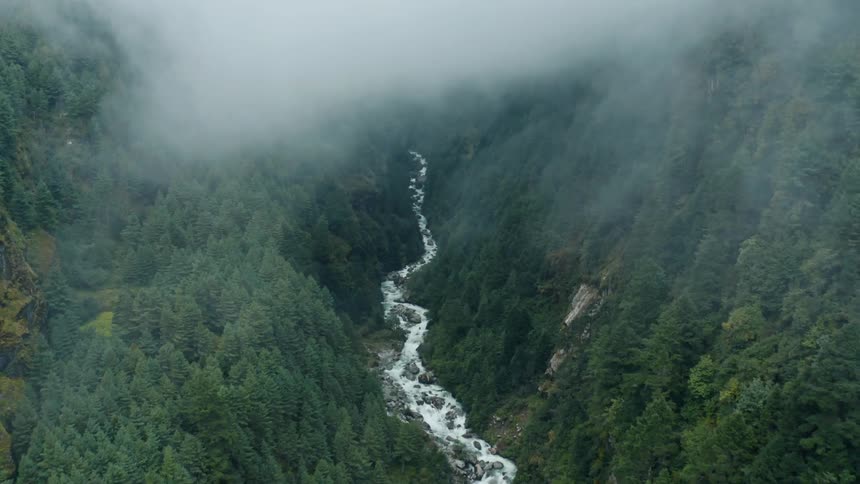 The winding stream snakes its way through a dense forest canopy