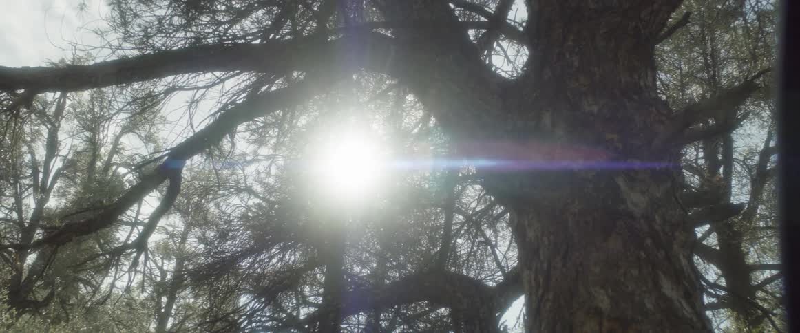 Sun shining though the branches from a large tree