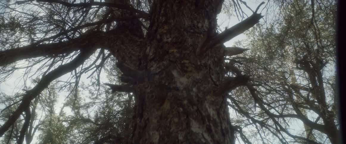 Closeup of a tree trunk with branches and sunlight creating lens flare