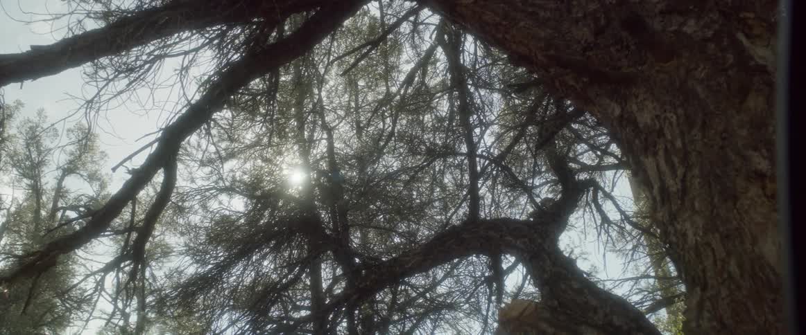 The sun shines through the branches of a tree