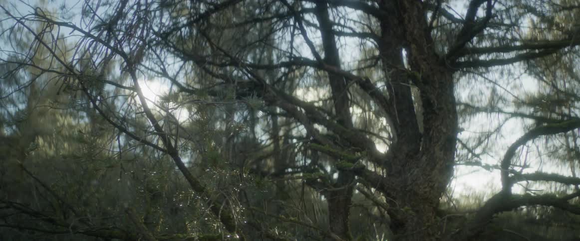 Sunlight filters through a dense cluster of pine branches