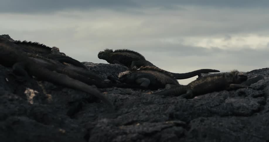 Iguanas on a rock one of them walking