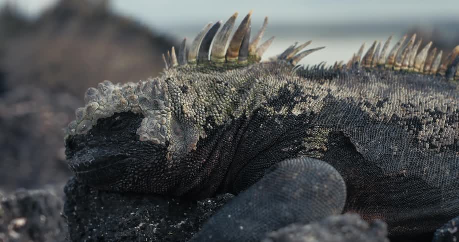 Large adult iguana lies on stone on the coast on a sunny day
