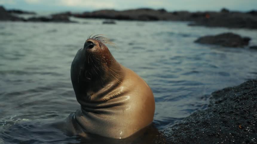 Sea lion on the water surface on the edge of a rock