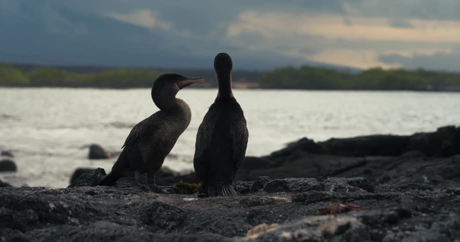 Two black birds on the rock by the sea
