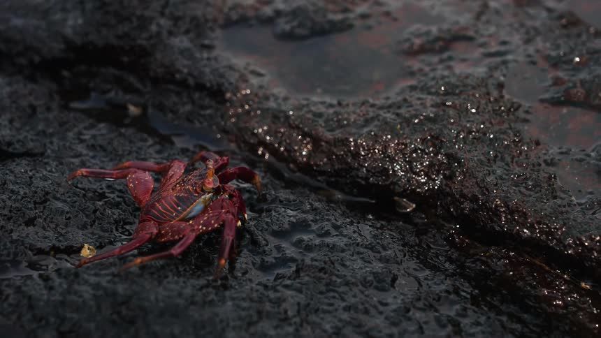 Crab walking on a wet rock