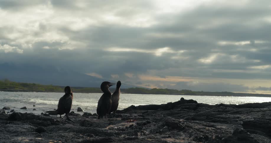 Birds on a rock at the edge of a beach one morning