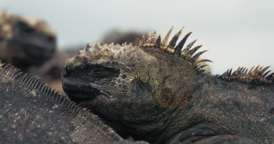 A fly crawls over a lizard