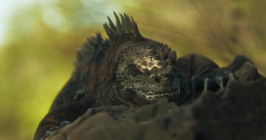 A komodo dragon on a rock