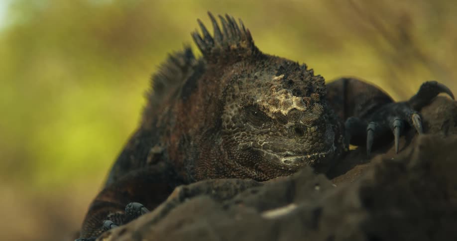 Lizard on a rock in nature