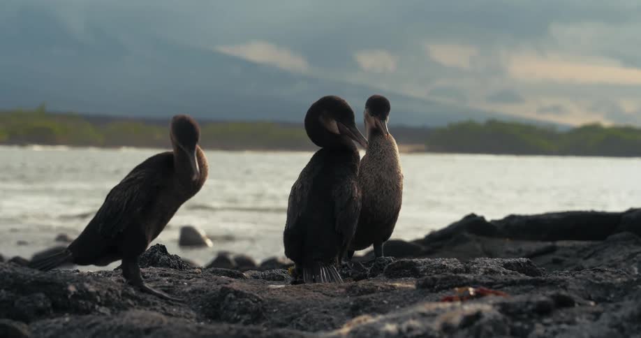 Three birds on a river bank