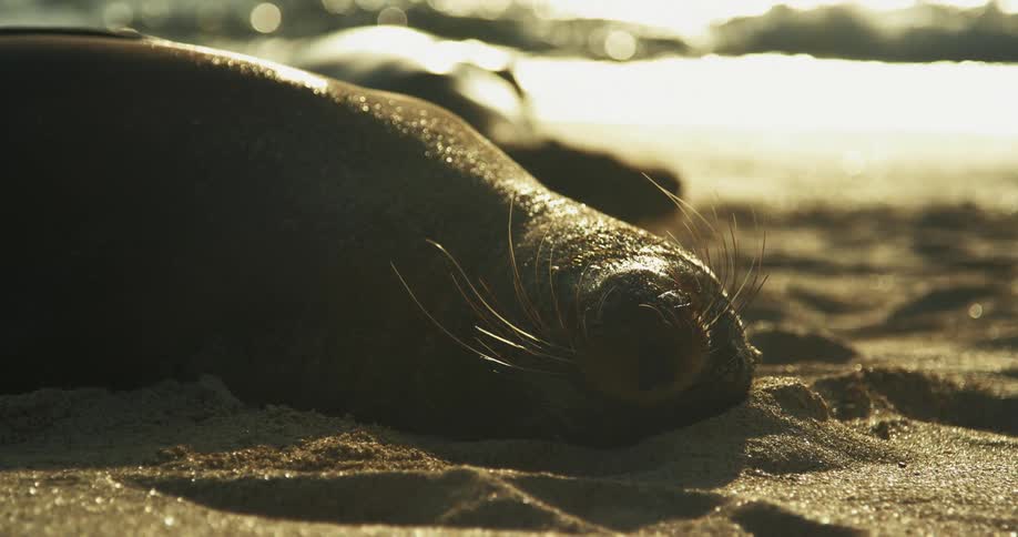 A seal sleeping on a beach
