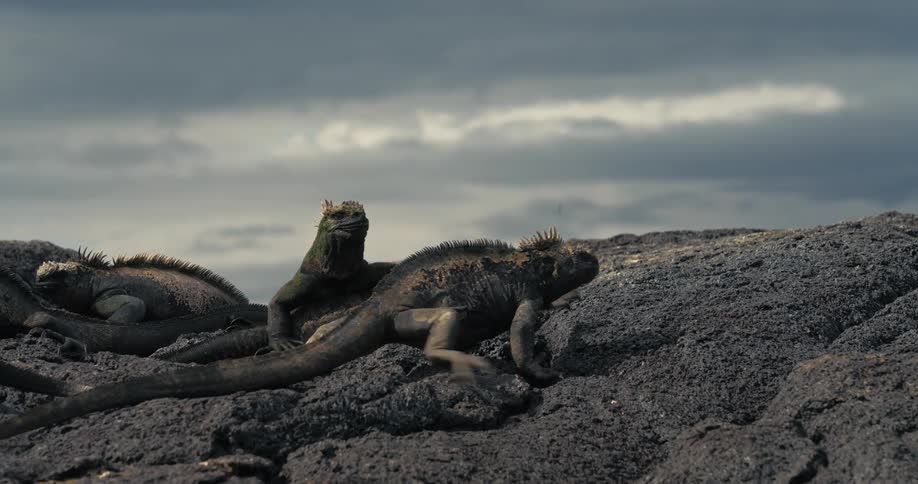 Iguanas walking on rocks on a cloudy day