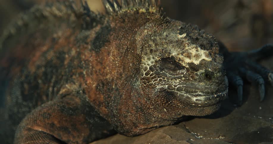 Closeup of an iguana on top of a rock