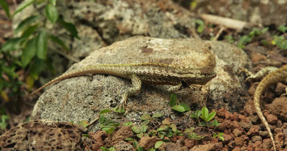 Two small lizards on top of a rock in nature fighting each other