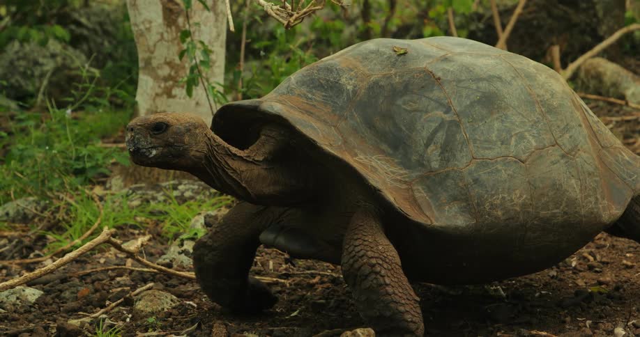Big turtle walking on land