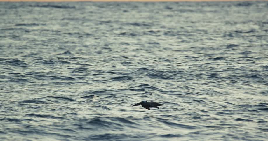 A bird flies over ocean waves