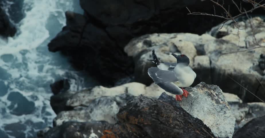 Bird picking at its own feather while standing on a rock by the sea