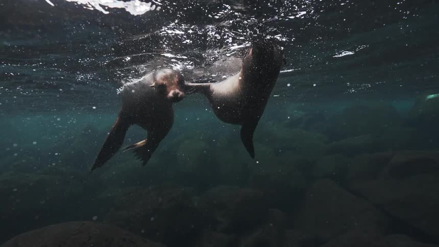 Sea lions diving and swimming in the ocean