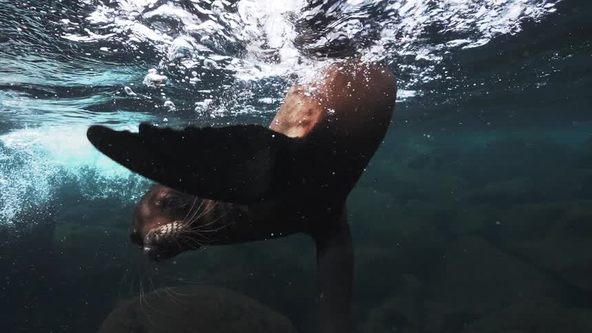 A clip of a dolphin