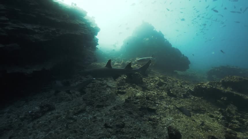 Several sharks with sleek bodies patrol the coral reef below