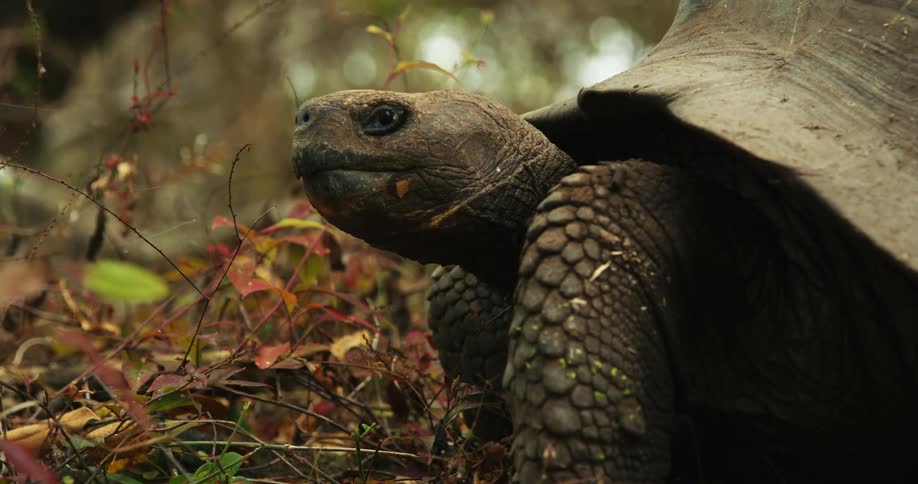 The turtle turns its head