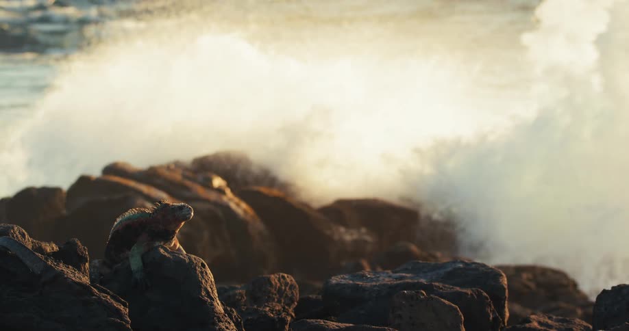 Static iguana on a rock and in the background a wave breaking on the rocks