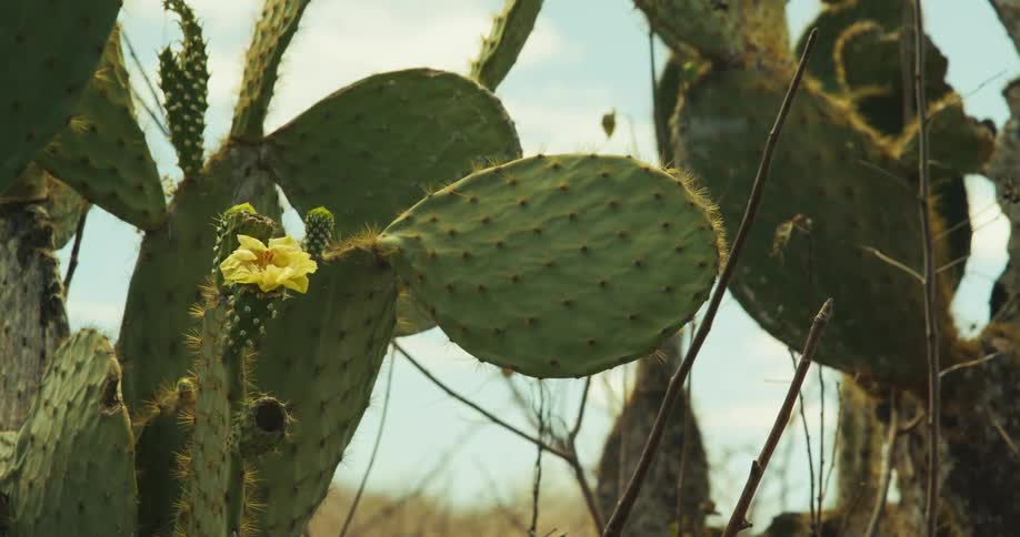 A cactus is sprouting a small flower