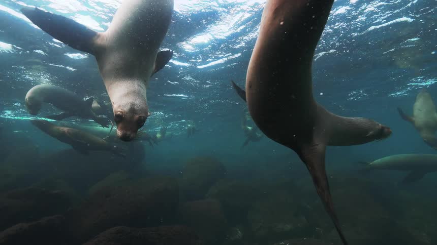 Underwater footage of sea lions swimming in the ocean