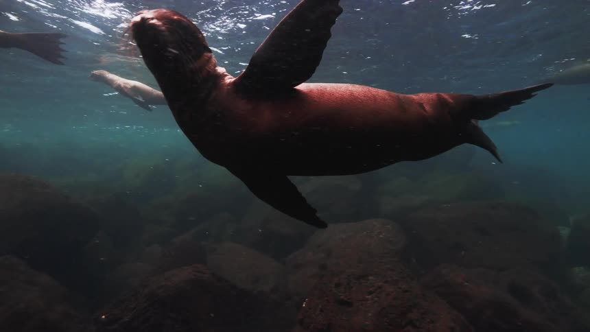 A colony of steller sea lions swims gracefully underwater