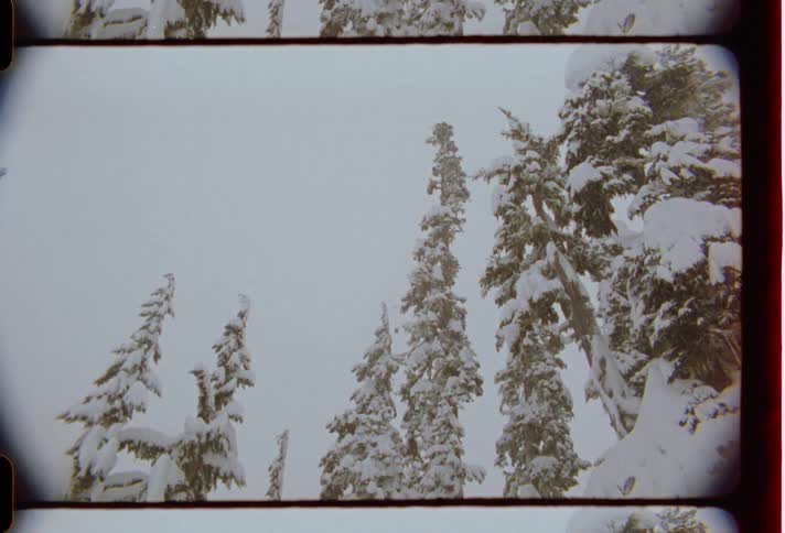 Snow falls on the trees