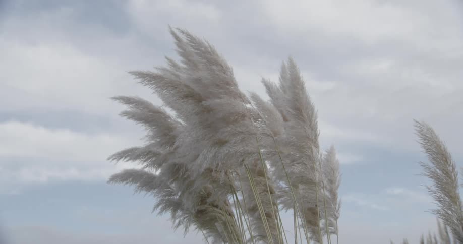 Plant moving by the force of the wind against a blue sky with clouds