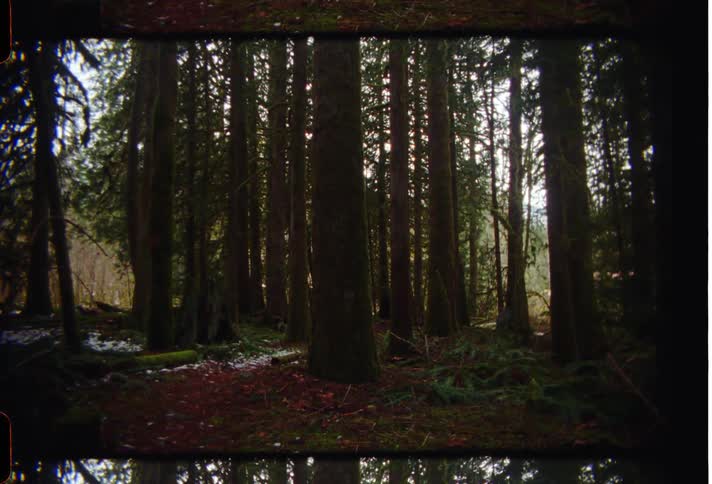 Tall trees are silhouetted in the woods