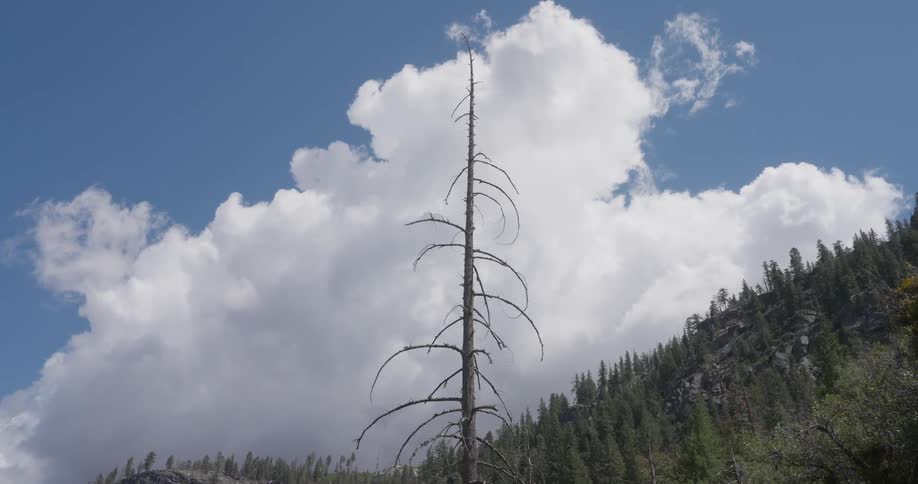 Leafless tree on a wooded hill against clouds in a blue sky