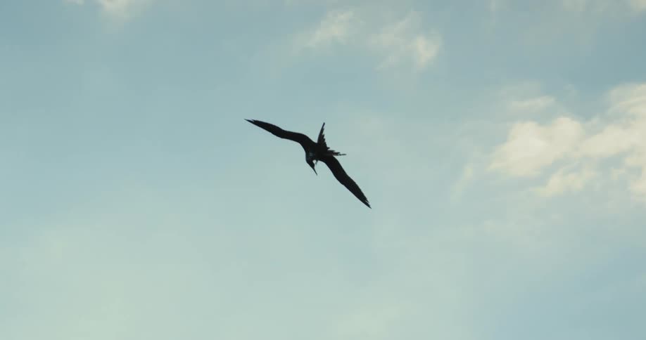 A bird flies high in the sky