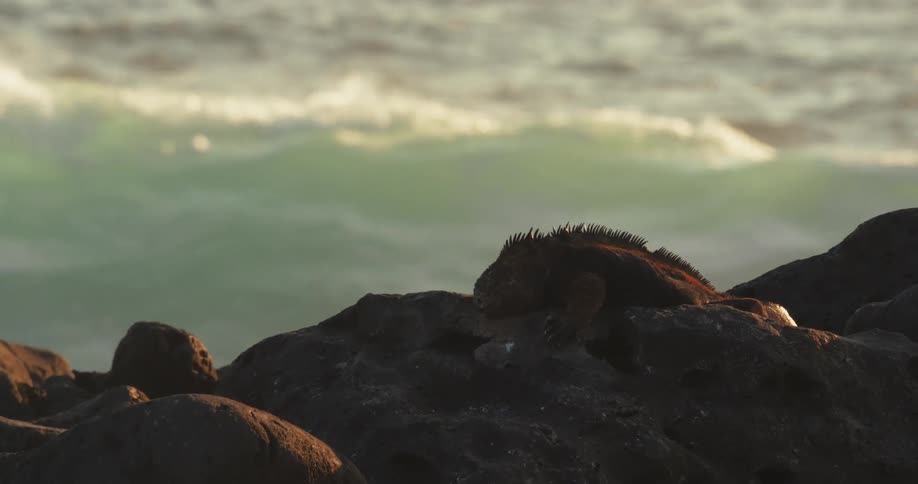 Waves crash against the shore